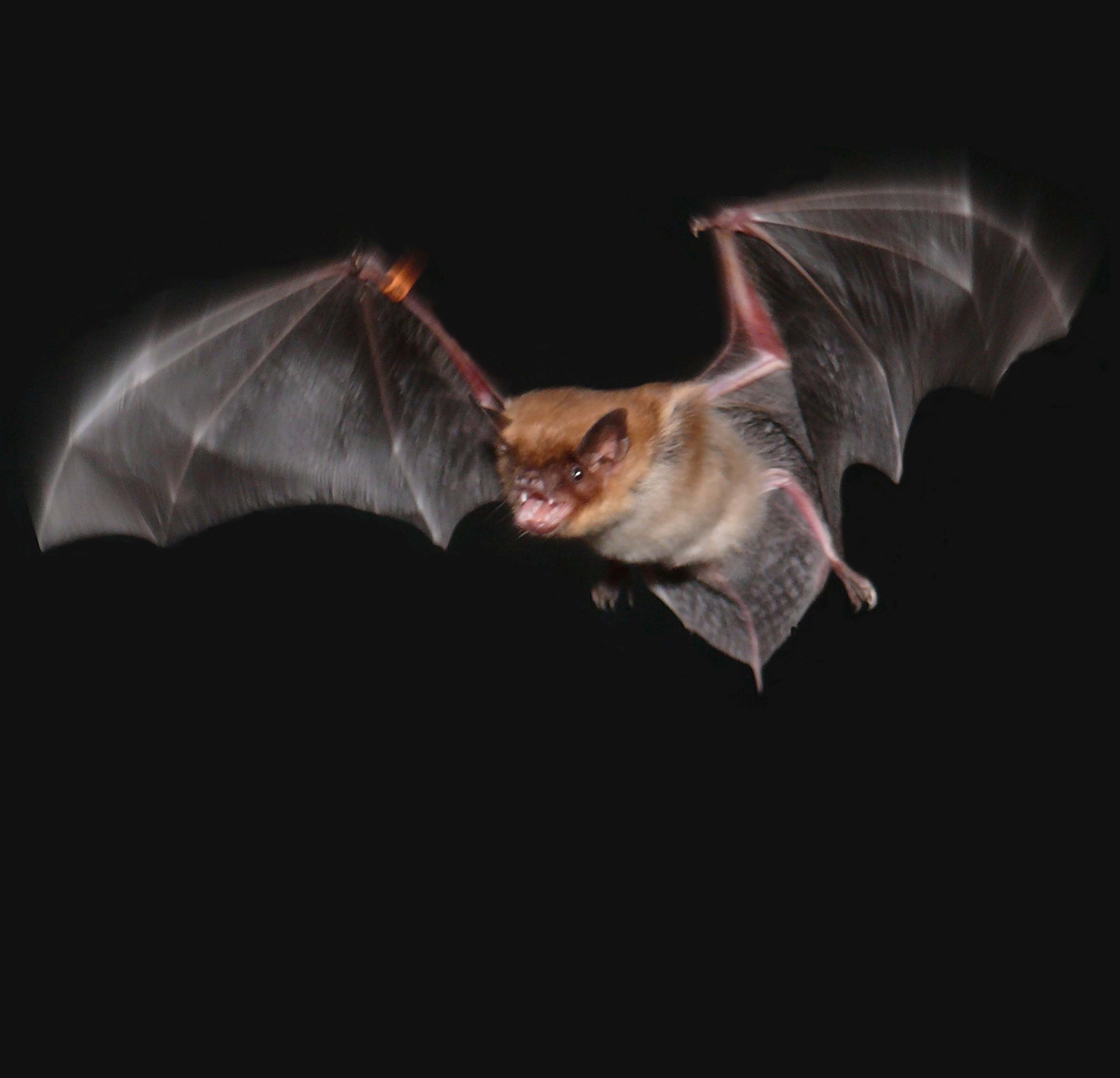 Study on Bats, Rats that Analysis of Many Species Is Required Better Understand the | A. James Clark School of Engineering, University of Maryland